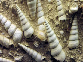 fossil snails ocean gastropods chemistry marine sediments fossils sediment sea old record they million years prehistoric known biodiversity promoted extreme